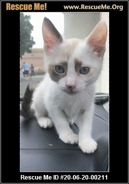 California Snowshoe Rescue Adoptions Rescue Me