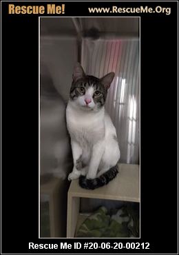 Kitt S Kitten Rescue Mesa Az Available Pets