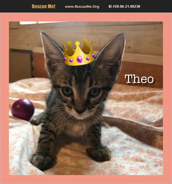 ADOPT 20062100238 ~ American Shorthair Rescue ~ Bradenton, FL