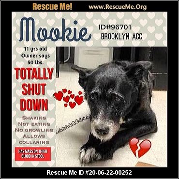 - Rhode Island Dog Rescue - ADOPTIONS - Rescue Me!