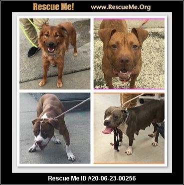 - Rhode Island Dog Rescue - ADOPTIONS - Rescue Me!