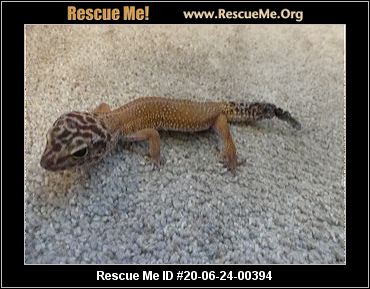 - Washington Reptile/Amphibian Rescue - ADOPTIONS - Rescue Me!