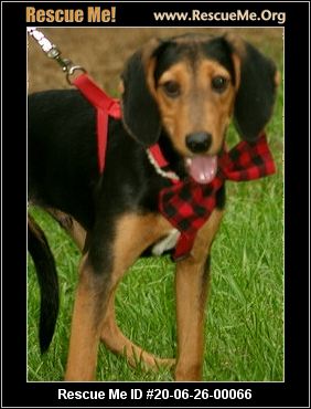 - Georgia Dog Rescue - ADOPTIONS - Rescue Me!