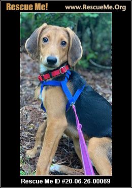 - Georgia Dog Rescue - ADOPTIONS - Rescue Me!