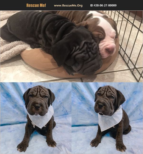 ADOPT 20062700009 SharPei Rescue Santa Clarita, CA