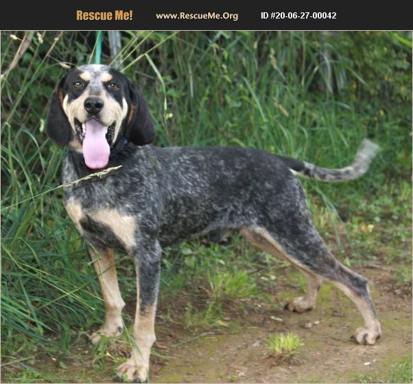 ADOPT 20062700042 Bluetick Coonhound Rescue Waynesboro, Va, VA