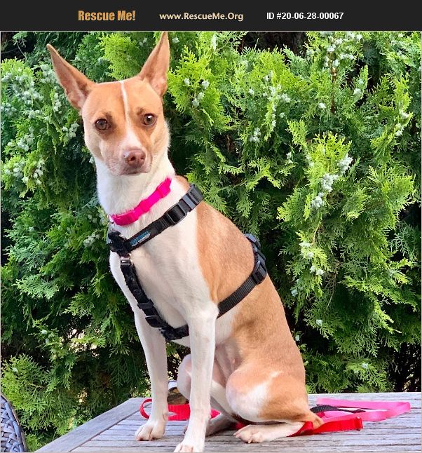 ADOPT 20062800067 Rat Terrier Rescue Alexandria, VA