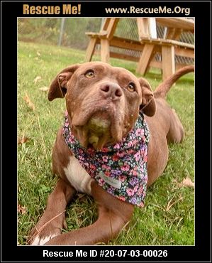 - Georgia Dog Rescue - ADOPTIONS - Rescue Me!