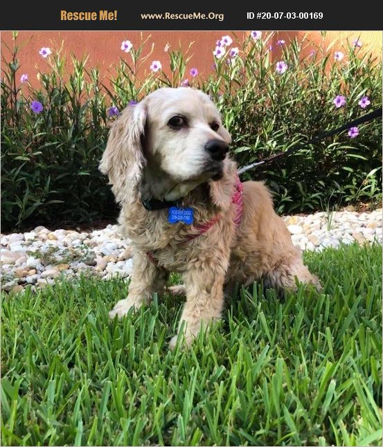 ADOPT 20070300169 Cocker Spaniel Rescue Cape Coral, FL