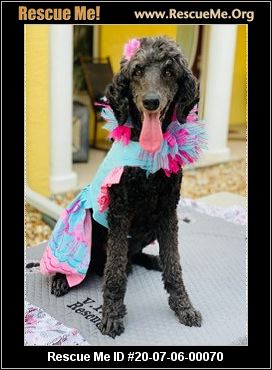 - Florida Poodle Rescue - ADOPTIONS - Rescue Me!