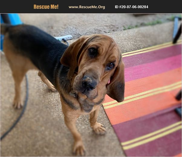 ADOPT 20070600284 Bloodhound Rescue Olive Branch, MS