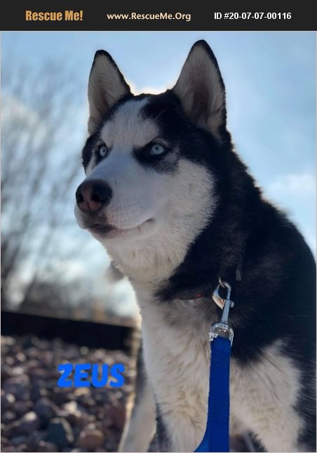 ADOPT 20070700116 ~ Siberian Husky Rescue ~ Eagle lake, MN