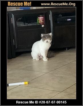 Florida Persian Rescue Adoptions Rescue Me