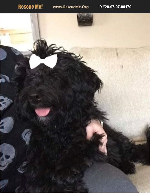 ADOPT 20070700170 ~ Bernese Mountain Dog Rescue ~ Buffalo, NY