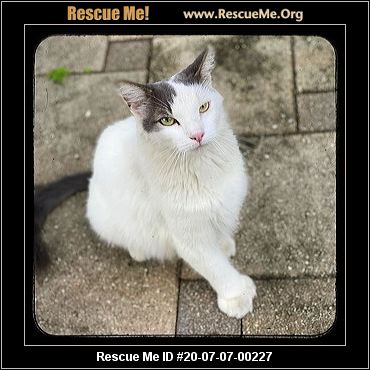 Florida Hemingway Polydactyl Rescue Adoptions Rescue Me