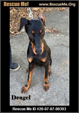 champagne doberman