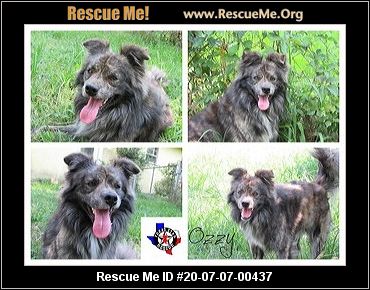 Texas Shetland Sheepdog Rescue Adoptions Rescue Me