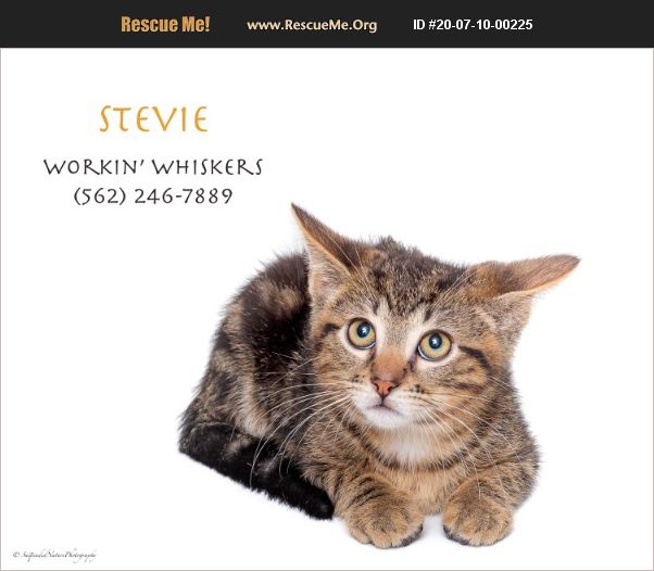 ADOPT 20071000225 Domestic Cat Rescue HEMET, CA