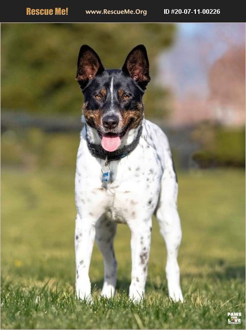 ADOPT 20071100226 ~ Australian Cattle Dog Rescue ~ San Jose, CA