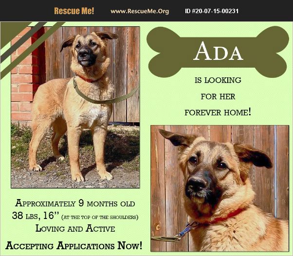 ADOPT 20071500231 German Shepherd Rescue WARMINSTER, PA