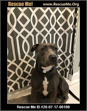 pit bull rescue central florida