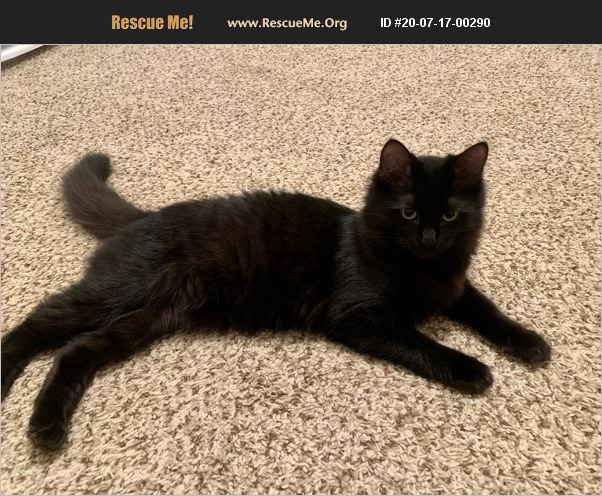 ADOPT 20071700290 ~ Domestic Cat Rescue ~ Augusta, GA