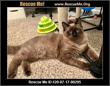 - Georgia Cat Rescue - ADOPTIONS - Rescue Me!