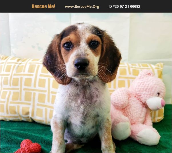 ADOPT 20072100082 Basset Hound Rescue Rochester, NH