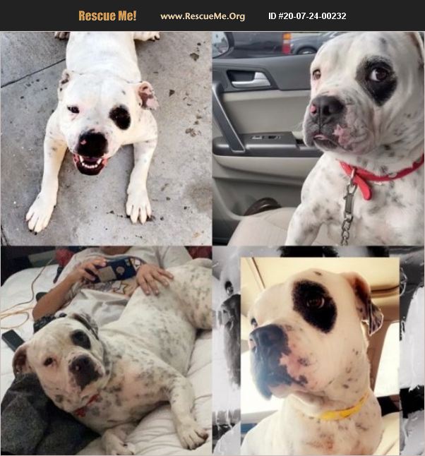 ADOPT 20072400232 American Bulldog Rescue Downey , CA