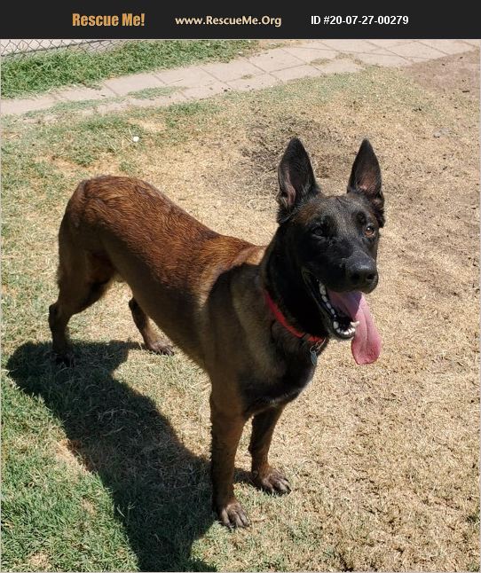 ADOPT 20072700279 Belgian Malinois Rescue Gilbert, AZ