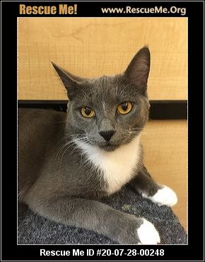 - Georgia Cat Rescue - ADOPTIONS - Rescue Me!