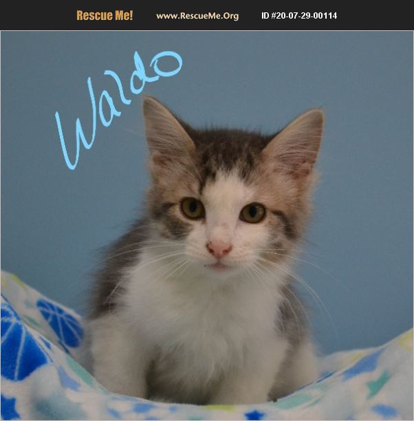 ADOPT 20072900114 Domestic Cat Rescue Lebanon, MO