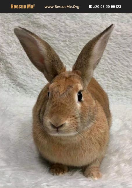 ADOPT 20073000123 ~ Rabbit Rescue ~ Fort Lauderdale, FL