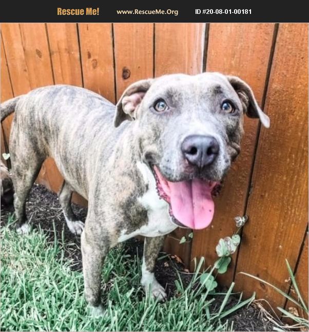 ADOPT 20080100181 Pit Bull Rescue Danbury, CT