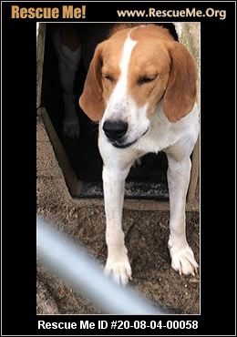 foxhound rescue near me