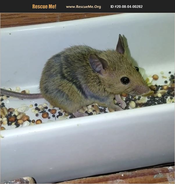 ADOPT 20080400282 Small Mammal Rescue AZUSA, CA