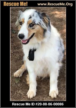 Beauceron Puppies For Sale Akc Puppyfinder