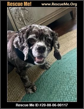 coastal cocker spaniel rescue