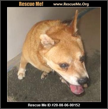 - Florida Dog Rescue - ADOPTIONS - Rescue Me!