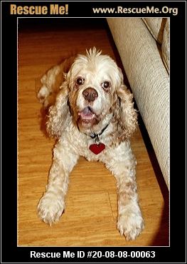 Florida Coastal Cocker Spaniel Rescue Helping Dogs And People Find Their New Best Friend