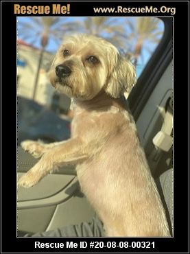 California Poodle Rescue Adoptions Rescue Me