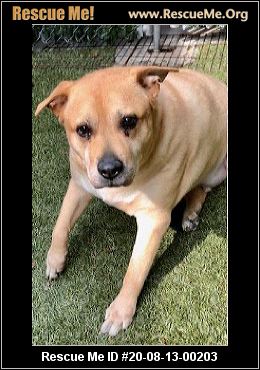 New York Golden Retriever Rescue Adoptions Rescue Me