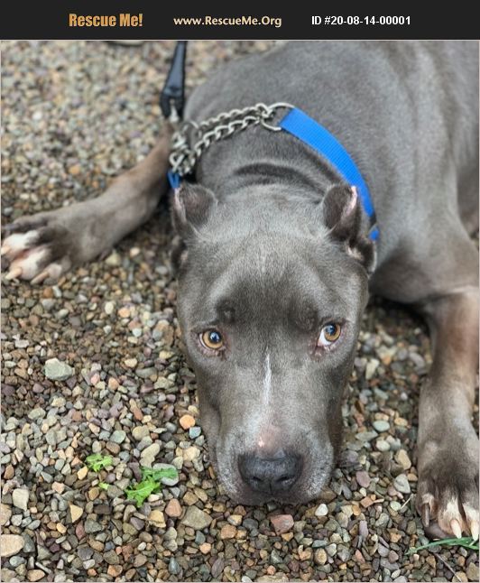 ADOPT 20081400001 Pit Bull Rescue Benton, PA