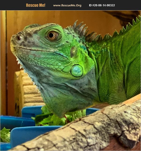 ADOPT 20081400322 Reptile/Amphibian Rescue Los Angeles, CA