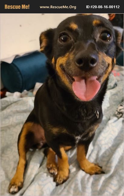 ADOPT 20081600112 ~ Miniature Pinscher Rescue ~ West ...