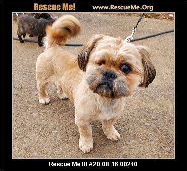 Pets Lovely Shihtzu Puppies For Sale In Negombo Saleme Lk