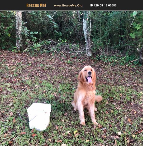 ADOPT 20081800386 Golden Retriever Rescue Wadley, AL