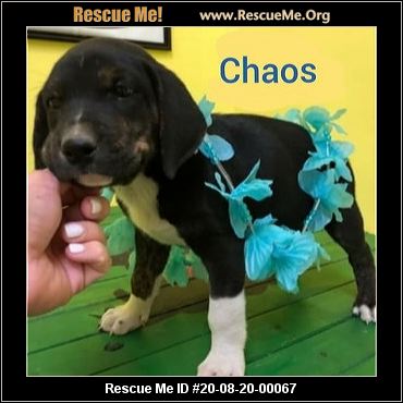 Crazy Rescue Ladies Inc Cooper City Fl Available Pets
