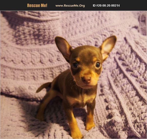 ADOPT 20082000214 Chihuahua Rescue HAMMOND, LA