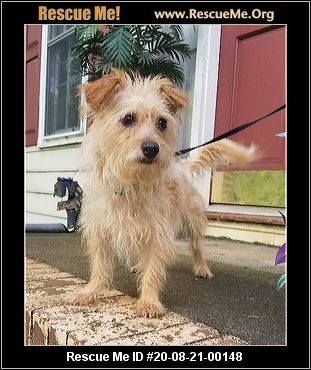 - Georgia Yorkie Rescue - ADOPTIONS - Rescue Me!